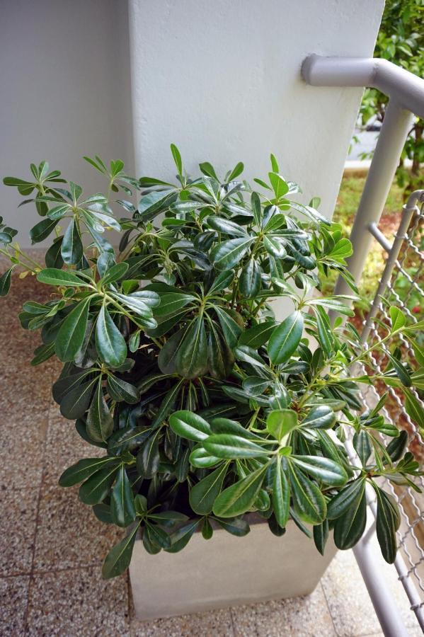 Apartment Nena ซาดาร์ ภายนอก รูปภาพ
